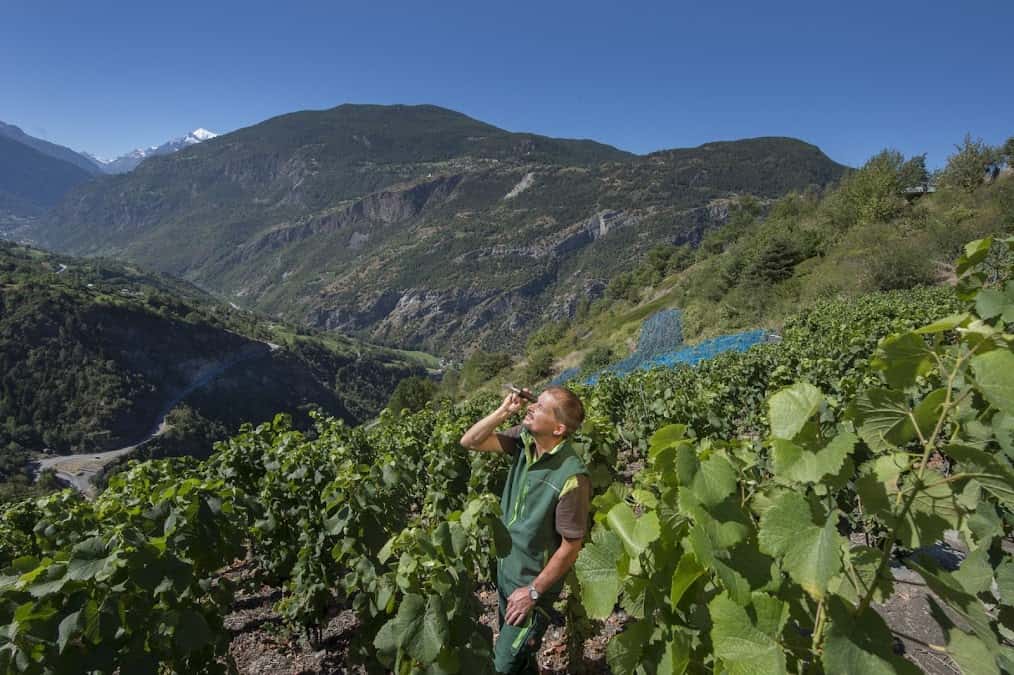 Johanneli-Fi Weinkeller, Visp/Wallis in Visp, Switzerland