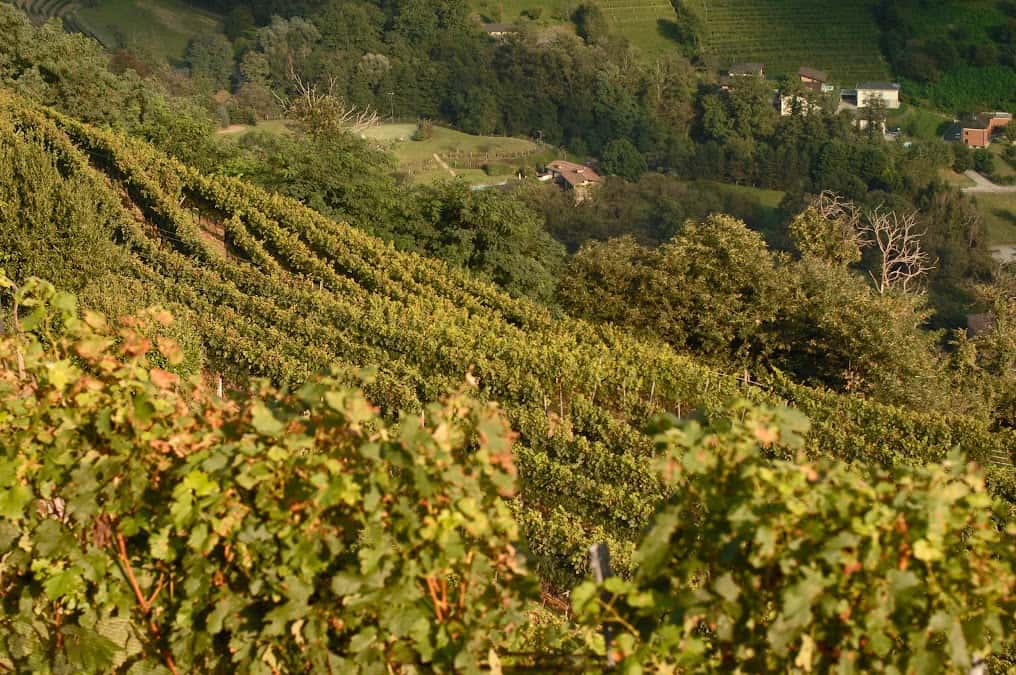 Cantina Monti in Cademario, Switzerland