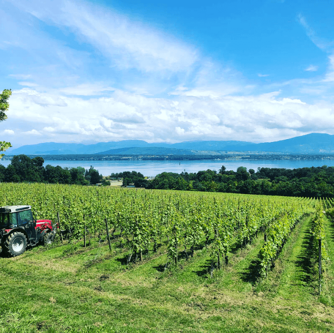 Le Clos de Céligny - Vignoble & Cave à vin in Céligny, Switzerland