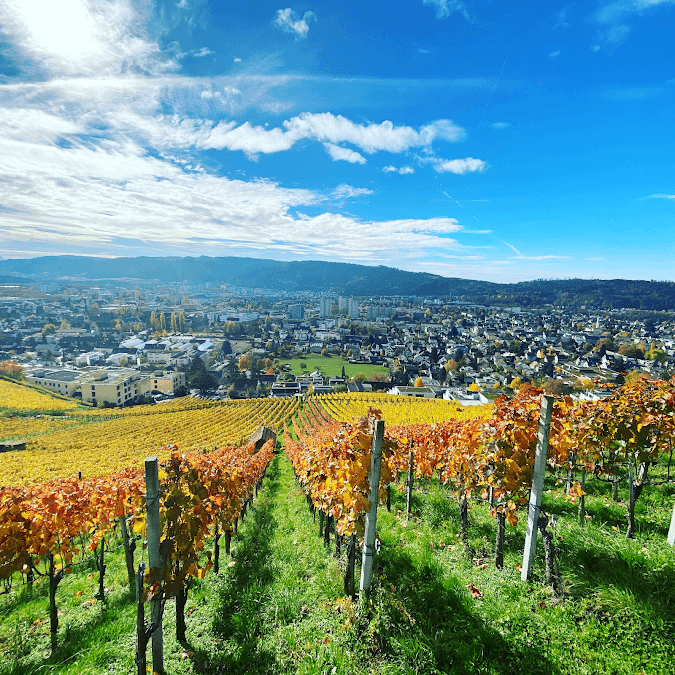 Steimer Weinbau in Wettingen, Switzerland