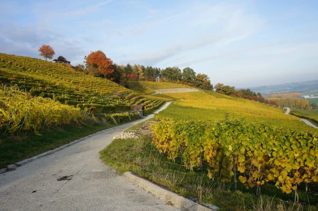 Domaine YM Yann Morel in Arnex-sur-Orbe, Switzerland