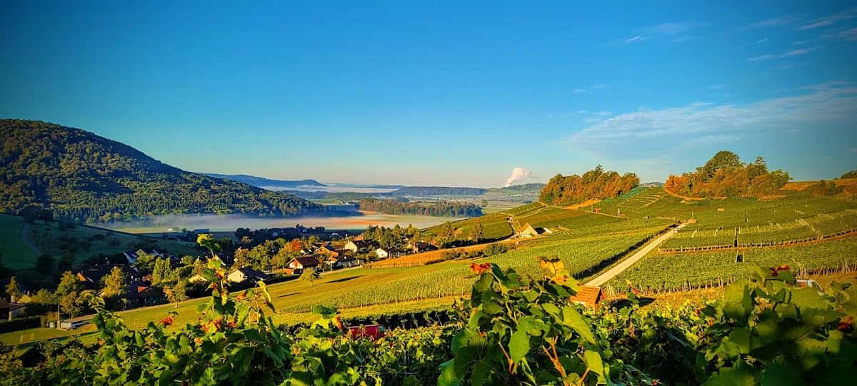 Weingut Lindenhof AG in Osterfingen, Switzerland