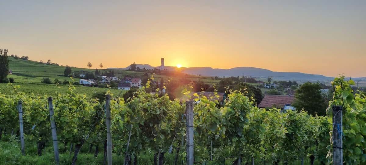 Weinbau zur Sonne in Hallau, Switzerland