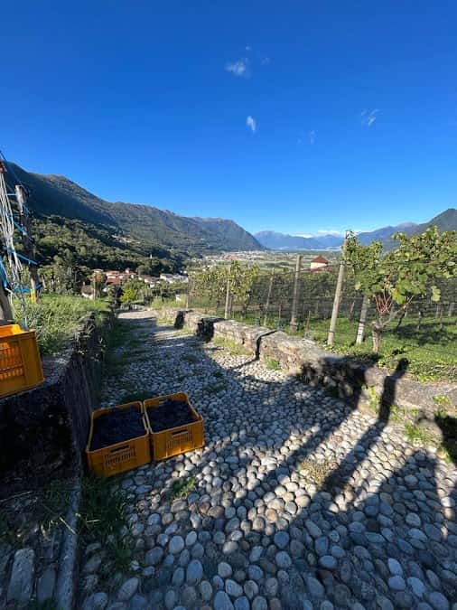 Cantina Cristini e Figli in Camorino, Switzerland