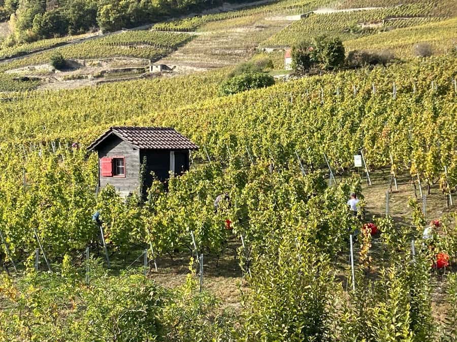 BagnoudVins Régis et Simon Bagnoud in Flanthey, Switzerland