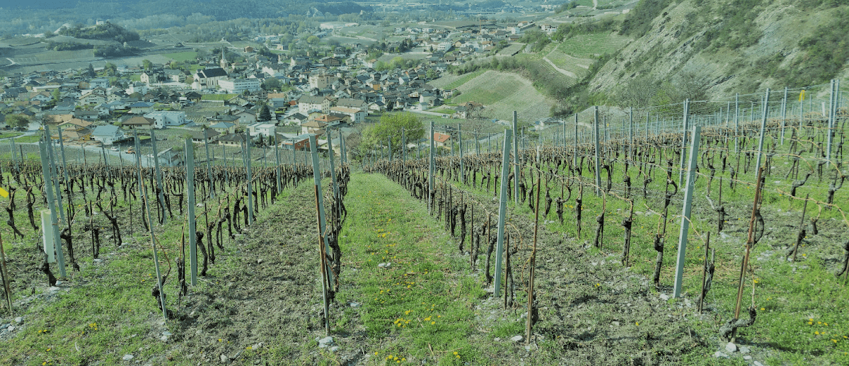 Cave Adamare in Salgesch, Switzerland