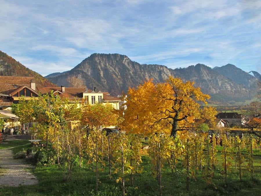 Weingut Fromm in Malans, Switzerland