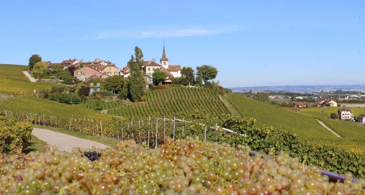 Cave Mon Pichet in Féchy, Switzerland