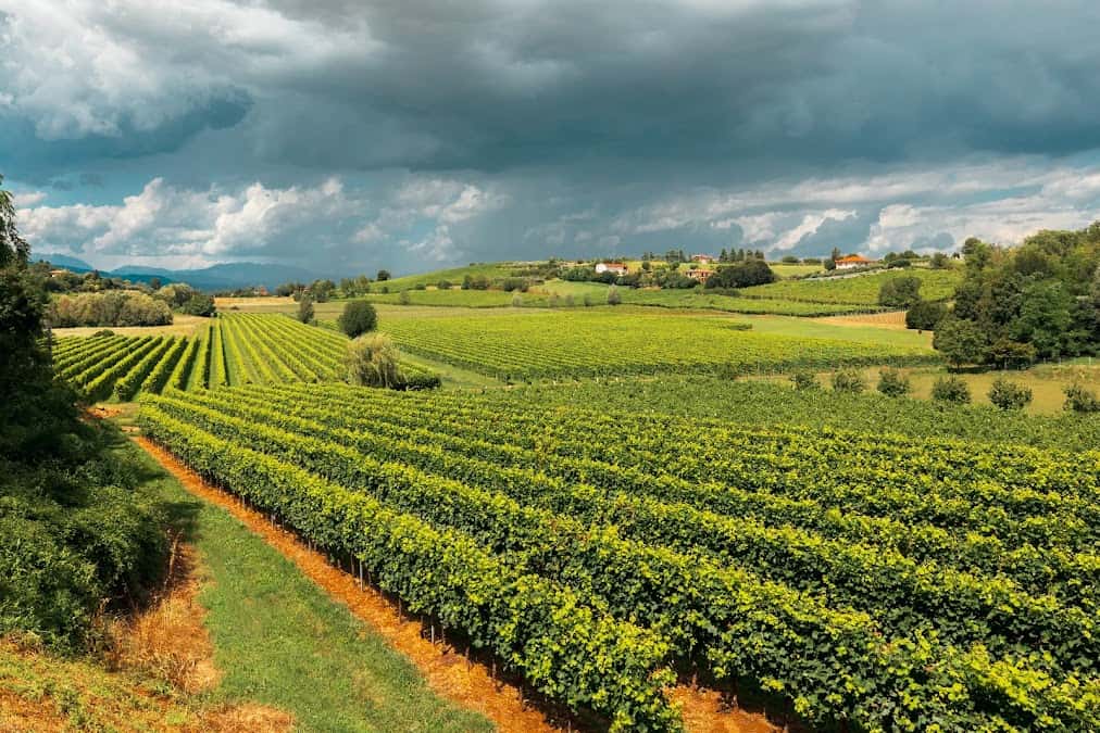 Prosecco 500 in Bedano, Switzerland