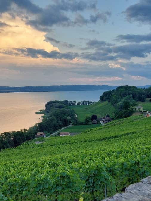 Vouga Vins in Cortaillod, Switzerland
