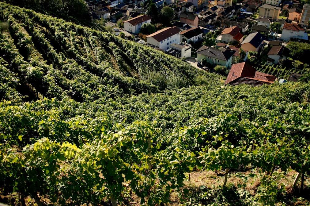 Haldemann Vini in Gudo, Switzerland