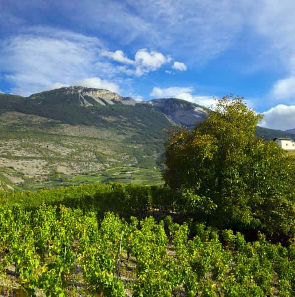 Franz-Josef Mathier AG Weinkellerei in Salgesch, Switzerland