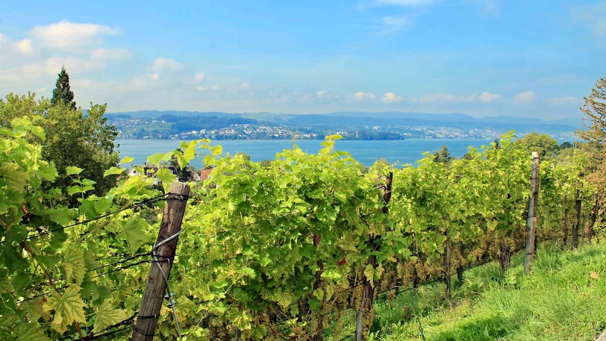 Hirschi Weinbau in Männedorf, Switzerland