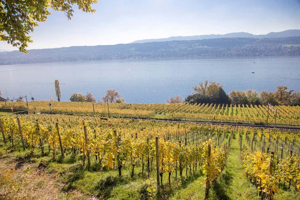 Weingut SCHIPF in Herrliberg, Switzerland