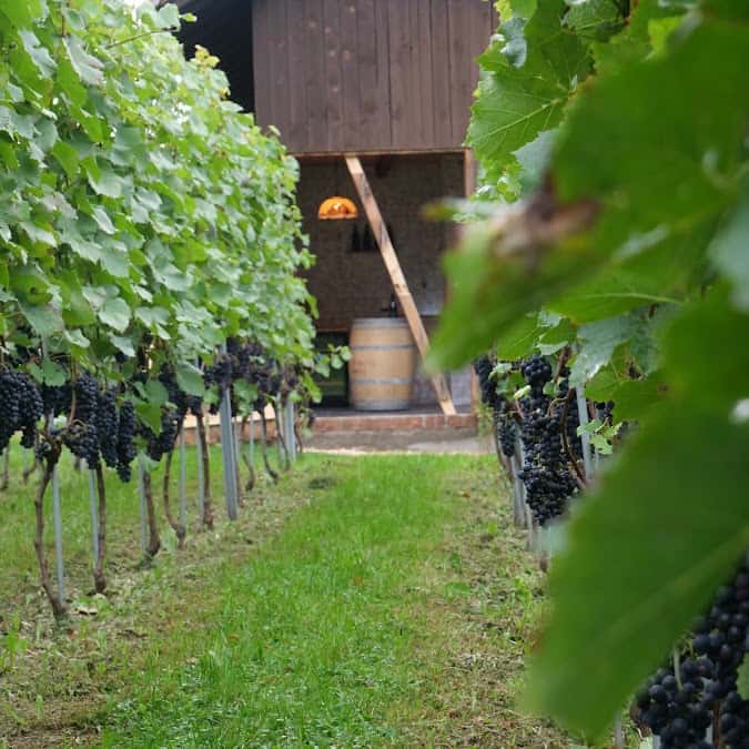 VinAlpin by Aron Candrian - Weingut und Manufaktur in Fläsch, Switzerland