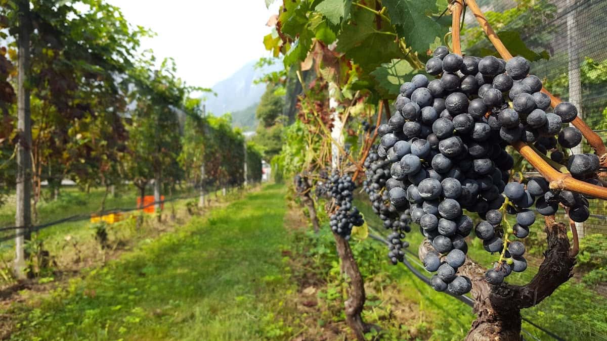 Niscioo sagl in San Vittore, Switzerland