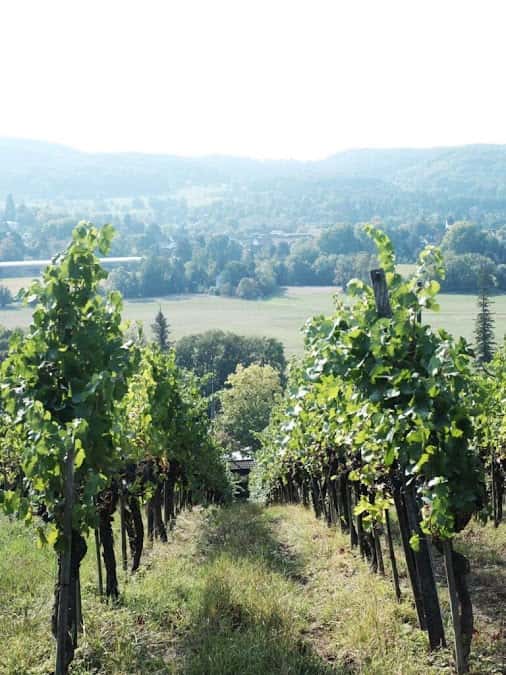 Weingut Riehen AG in Riehen, Switzerland