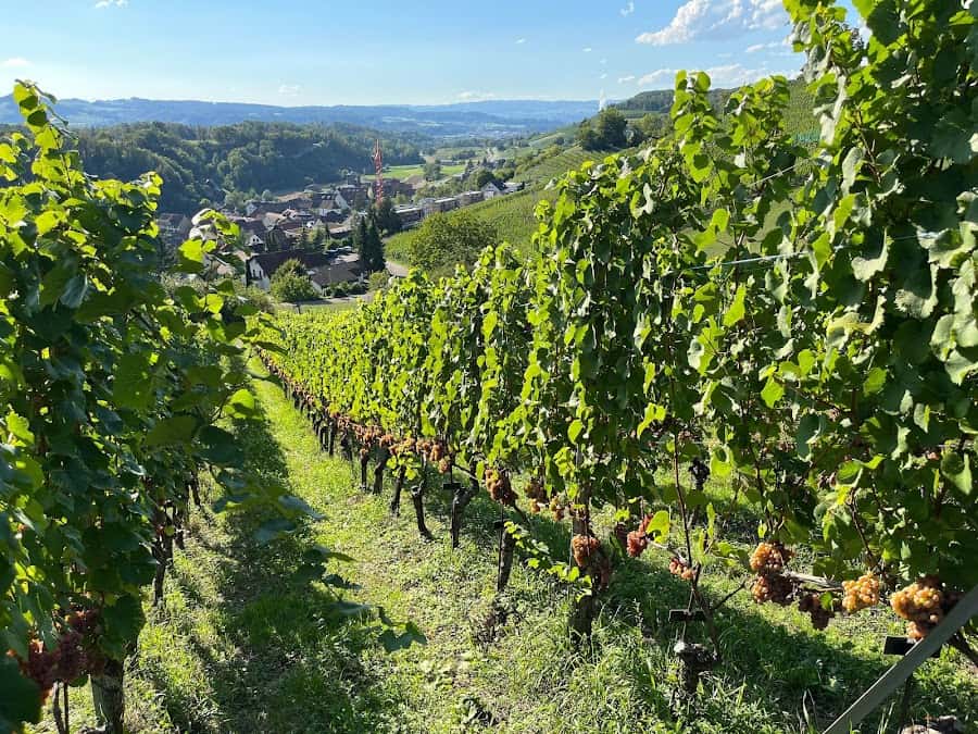 Baumgartner Weinbau AG in Tegerfelden, Switzerland