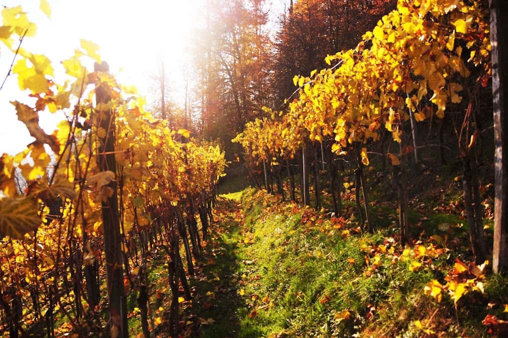 Mosti Furer in Staufen, Switzerland