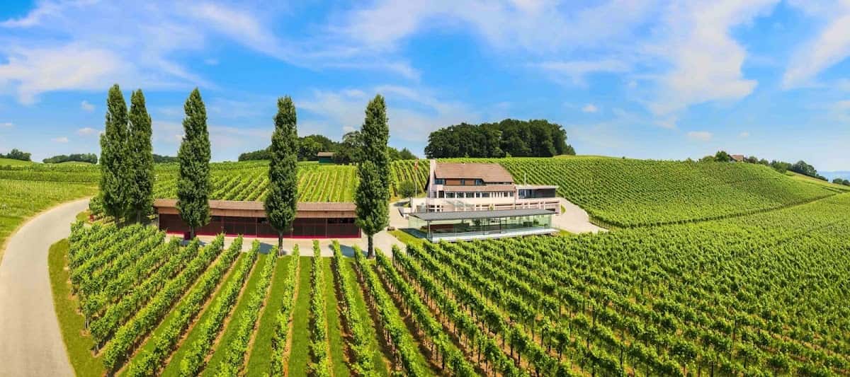Weingut Hausammann in Uesslingen-Buch, Switzerland