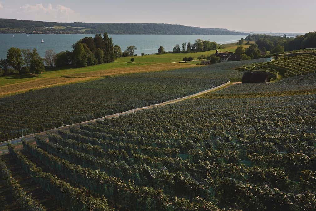 Rebgut St. Petersinsel Wein in Ins, Switzerland