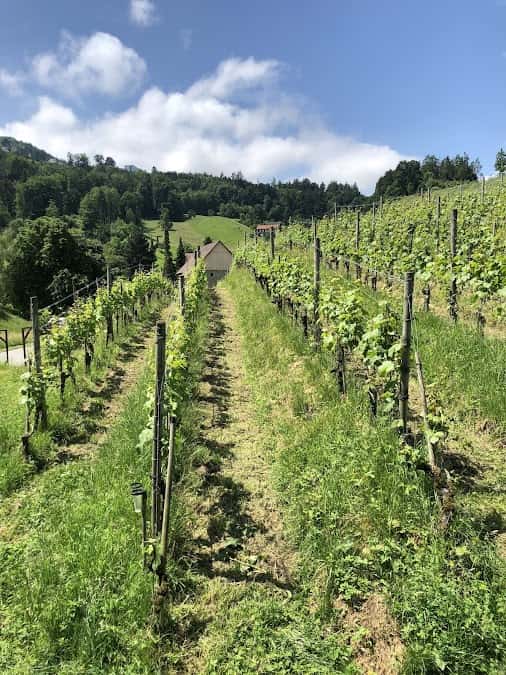 WeinWerk Wienacht AG in Wienacht-Tobel, Switzerland