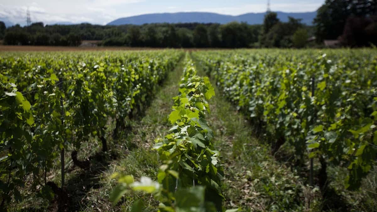 Willy Cretegny, Domaine de la Devinière in Satigny, Switzerland