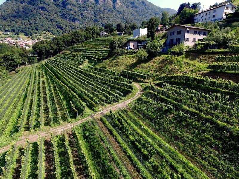 Ticino, wine region, Switzerland