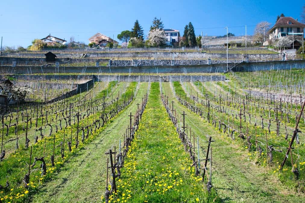 Domaine Jean Duboux in Bosshard, Switzerland