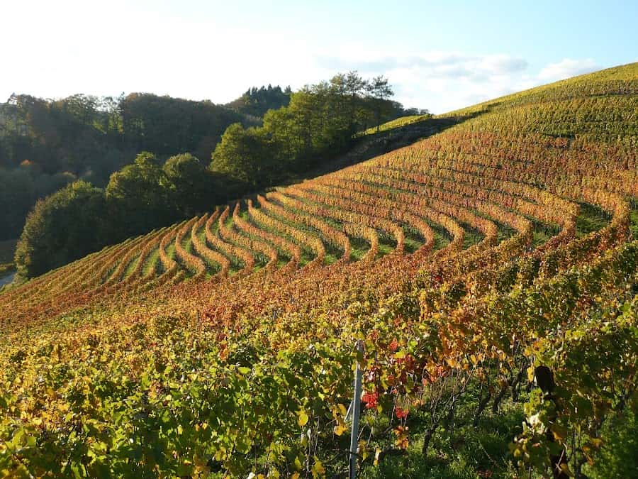 Domaine La Colombe in Féchy, Switzerland
