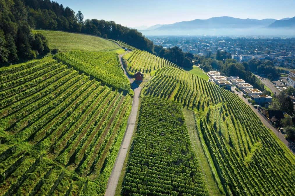 Weingut Schmidheiny in Heerbrugg, Switzerland