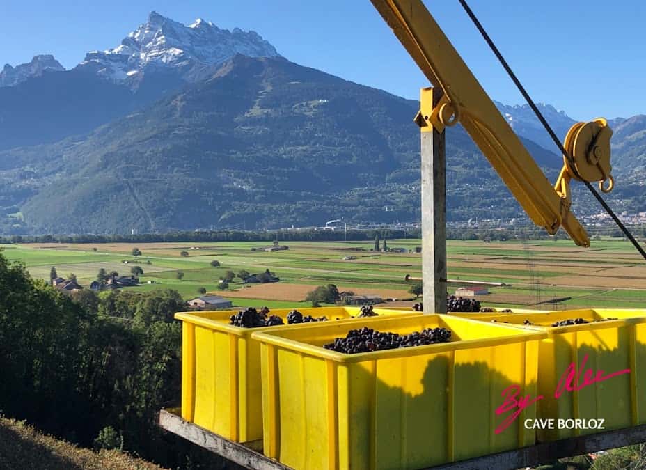 Cave Borloz - Alexandre Favre in Aigle, Switzerland
