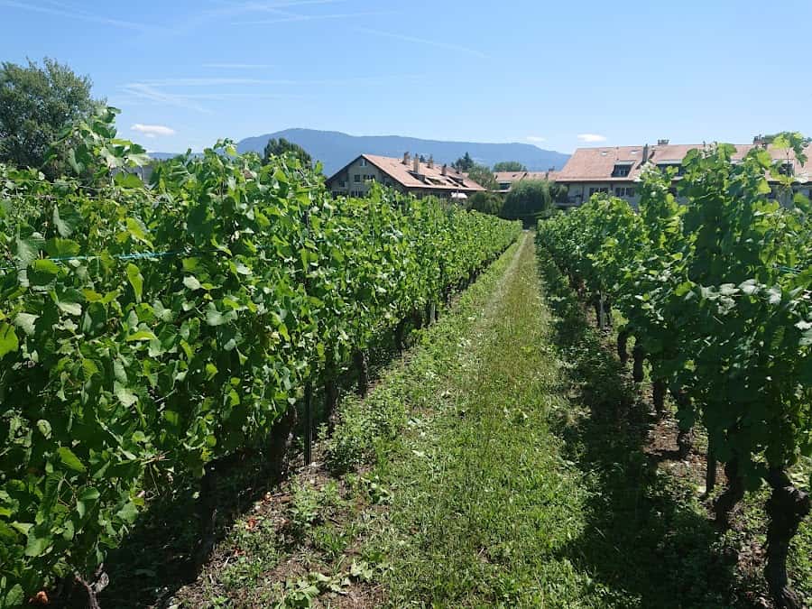 Domaine de la Tour in Meinier, Switzerland
