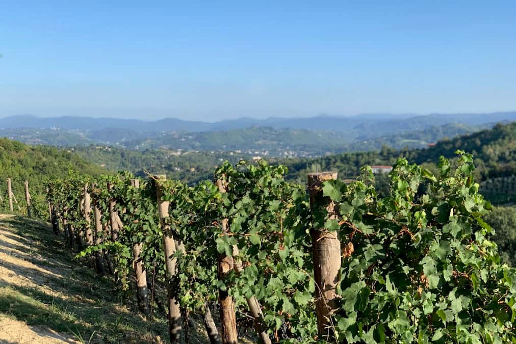 Preli Weingut Piemont in Stansstad, Switzerland