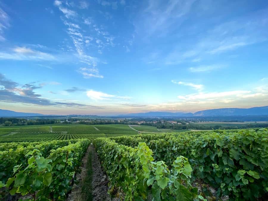 Domaine de la Roche 1859 in Dardagny, Switzerland