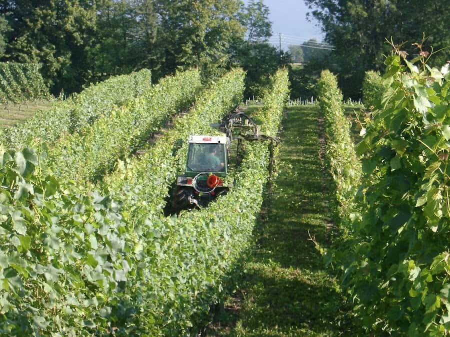 Domaine Les Faunes in Dardagny, Switzerland
