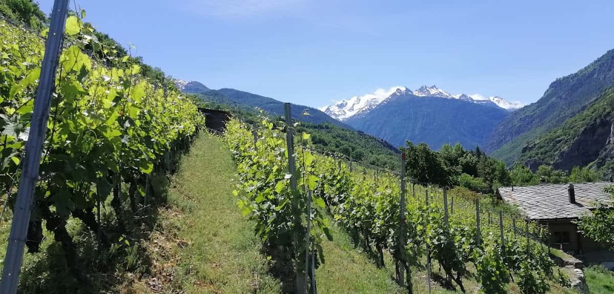 M&M-Bioweine, Weinkellerei in Stalden, Switzerland