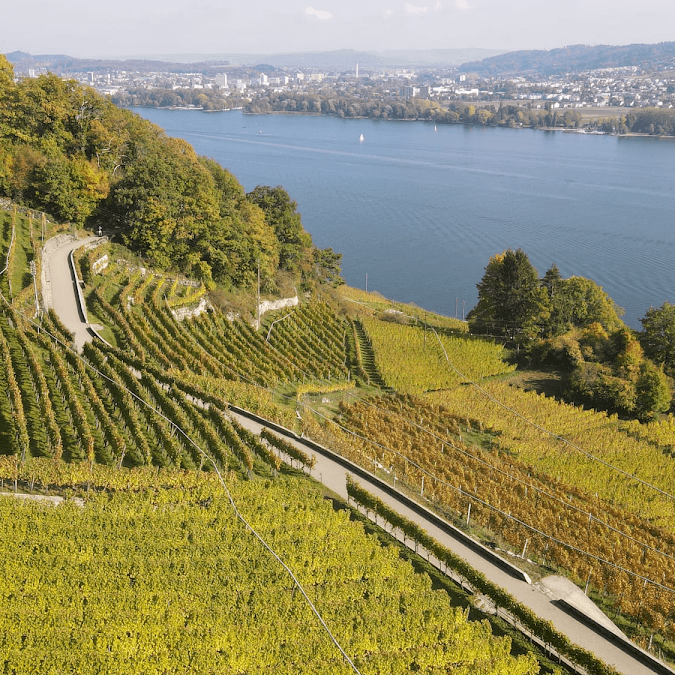 Weinbau Cordula Morgenegg-Posch in Tüscherz-Alfermée, Switzerland