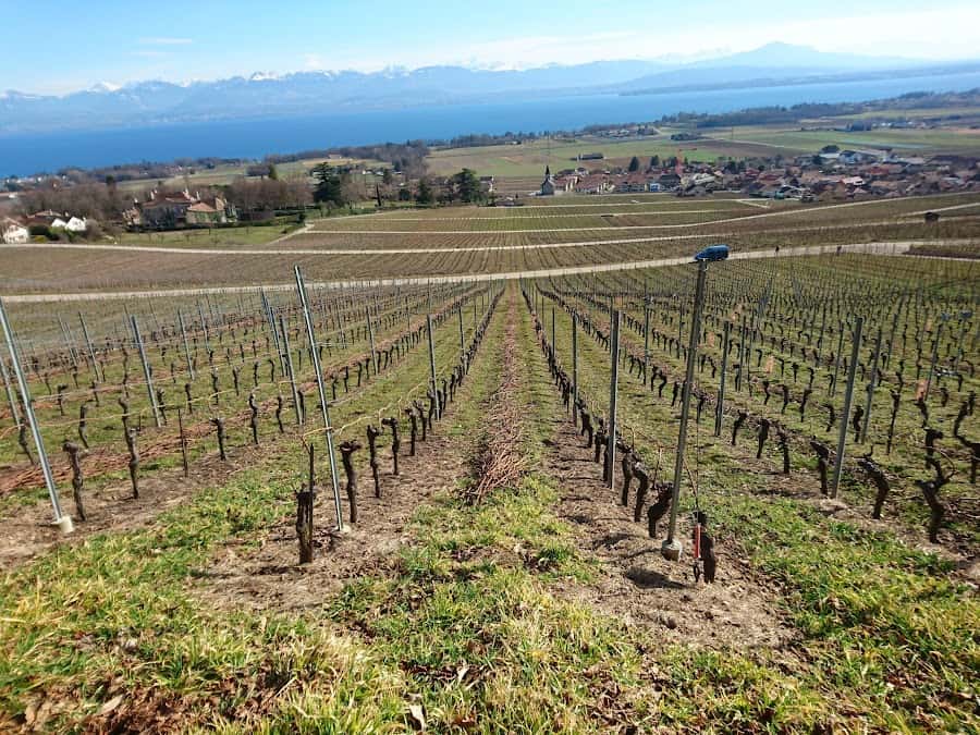 Domaine Chamvalon Famille Patrice et Tanguy Rolaz in Gilly, Switzerland