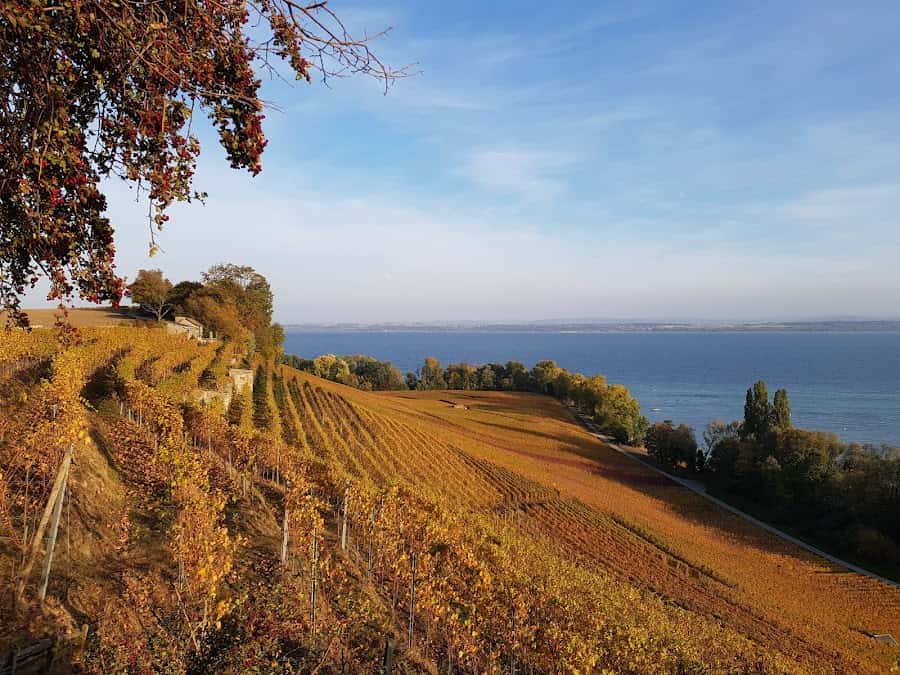 Domaine Brunner Sàrl in Bevaix, Switzerland