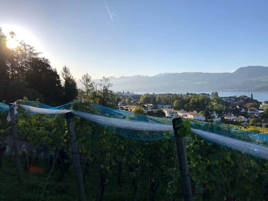 Pünter Weinbau in Stäfa, Switzerland