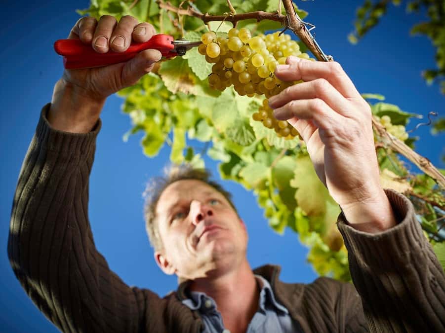 Reto Müller - Artisan Vigneron in Leytron, Switzerland