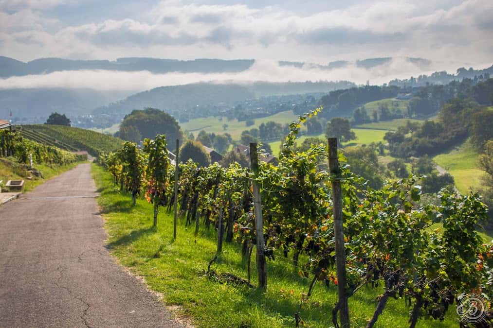 KLUS 177 - biodynamisches Weingut, Eventlocation in Aesch, Switzerland