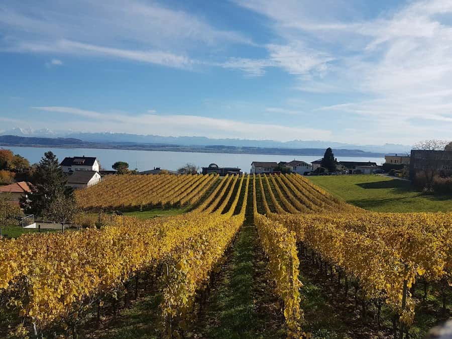 Cave Alain Gerber in Hauterive, Switzerland