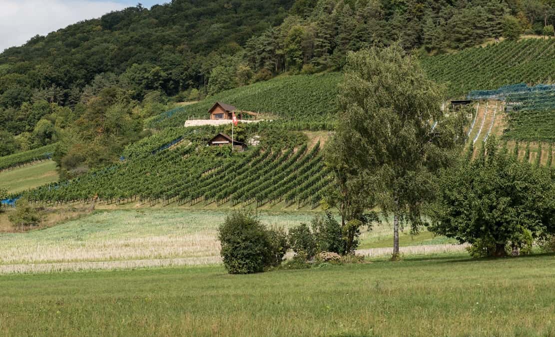Wehrli Weinbau AG in Küttigen, Switzerland