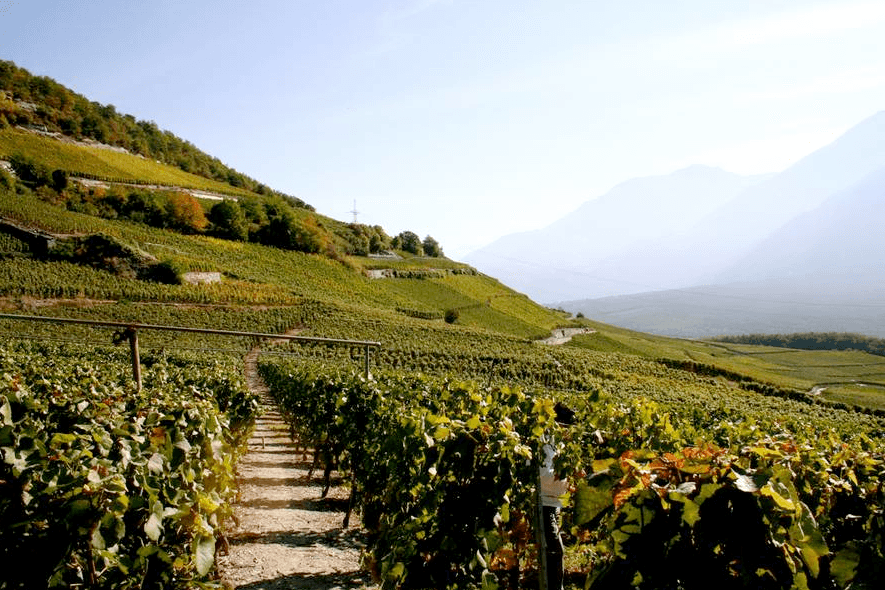 Winery C. Varonier & Sons Ltd. in Varen, Switzerland