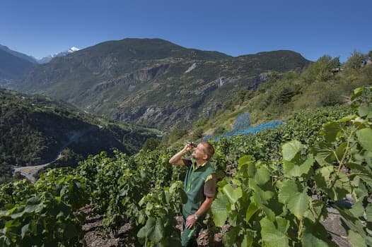 Johanneli-Fi Weinkeller, Visp/Wallis in Visp, Switzerland