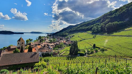 Domaine Mürset Weinbau / TRÜEL-KELLER TINUS WEINE in Twann, Switzerland