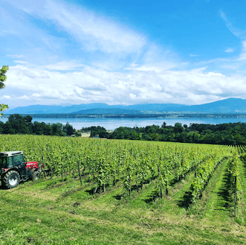 Le Clos de Céligny - Vignoble & Cave à vin in Céligny, Switzerland