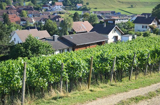 Adrians Weingut in Oberflachs, Switzerland